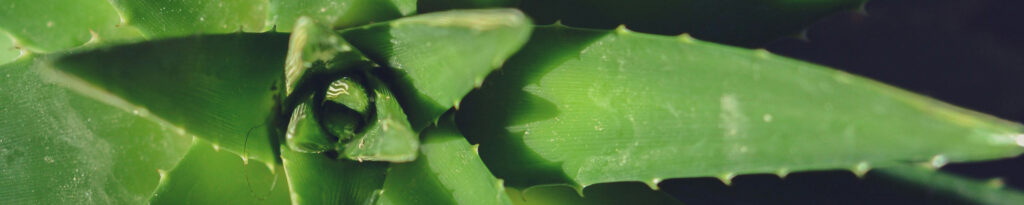 Top view of aloe vera plant.