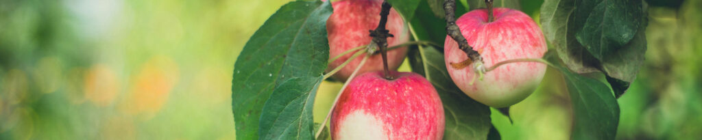 Apple fruit on branches.