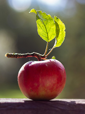 Apple Fruit close-up.