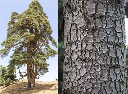 Atlas Cedar with man at base for comparison alongside close up of an Atlas Cedar's trunk and bark.