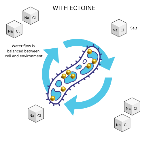 Ectoine-producing bacteria is able to survive a high salt environment by balancing the osmotic pressure.