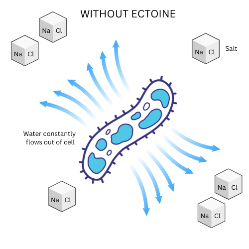 Bacteria without ectoine in a high-salt environment losing water through osmosis.