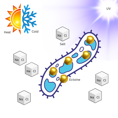Ectoine confers protection from heat, cold, UV rays and loss of water.