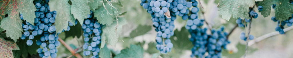 Grapes on vines