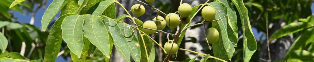 Unripe soapberry fruit on a branch.