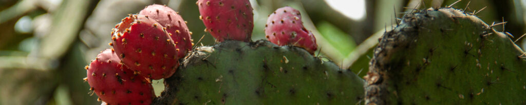 Prickly Pear Cactus with Fruit