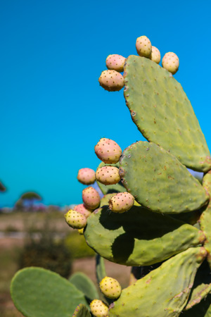 Photo showing a Prickly Pear Cactus with Fruit
