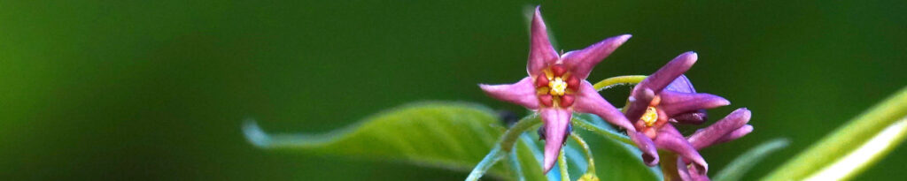 Swallow-wort Flower