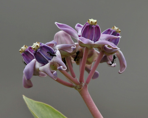 Swallow-wort flower close-up