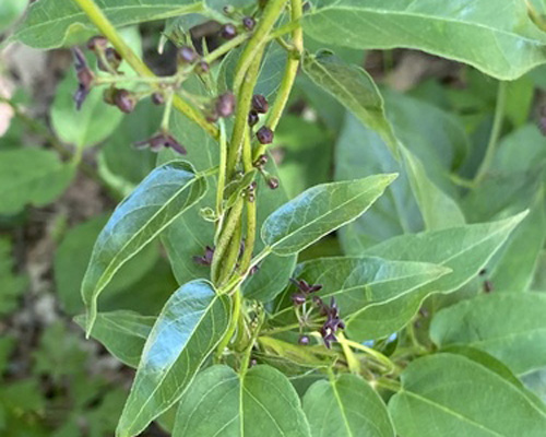 Swallow-wort vines