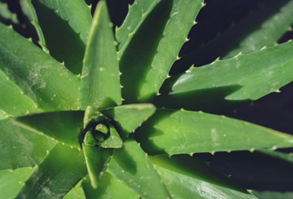 Aloe Vera