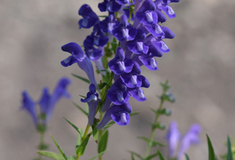 Chinese Skullcap